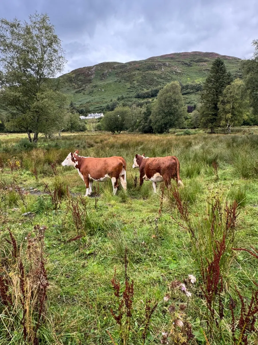 Cattle - Image 1