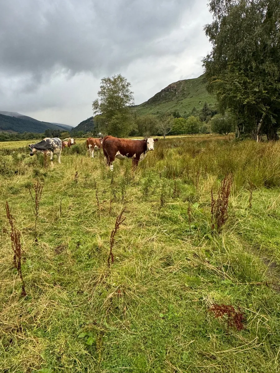 Cattle - Image 2