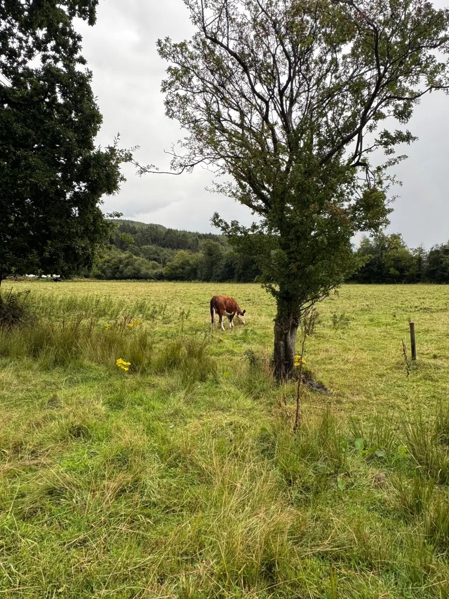 Cattle - Image 4