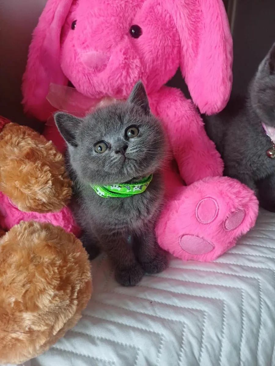 British Shorthair kittens - Image 2
