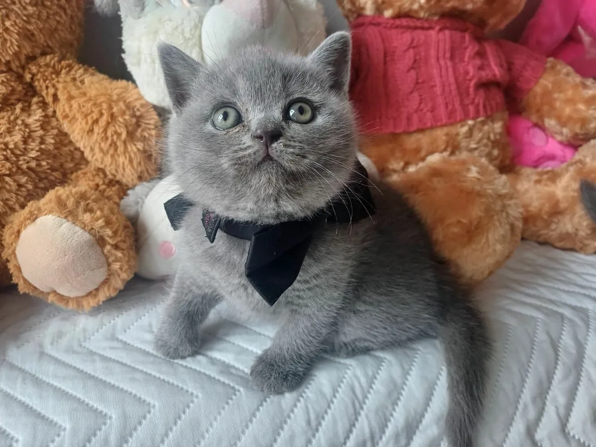 British Shorthair kittens - Image 1