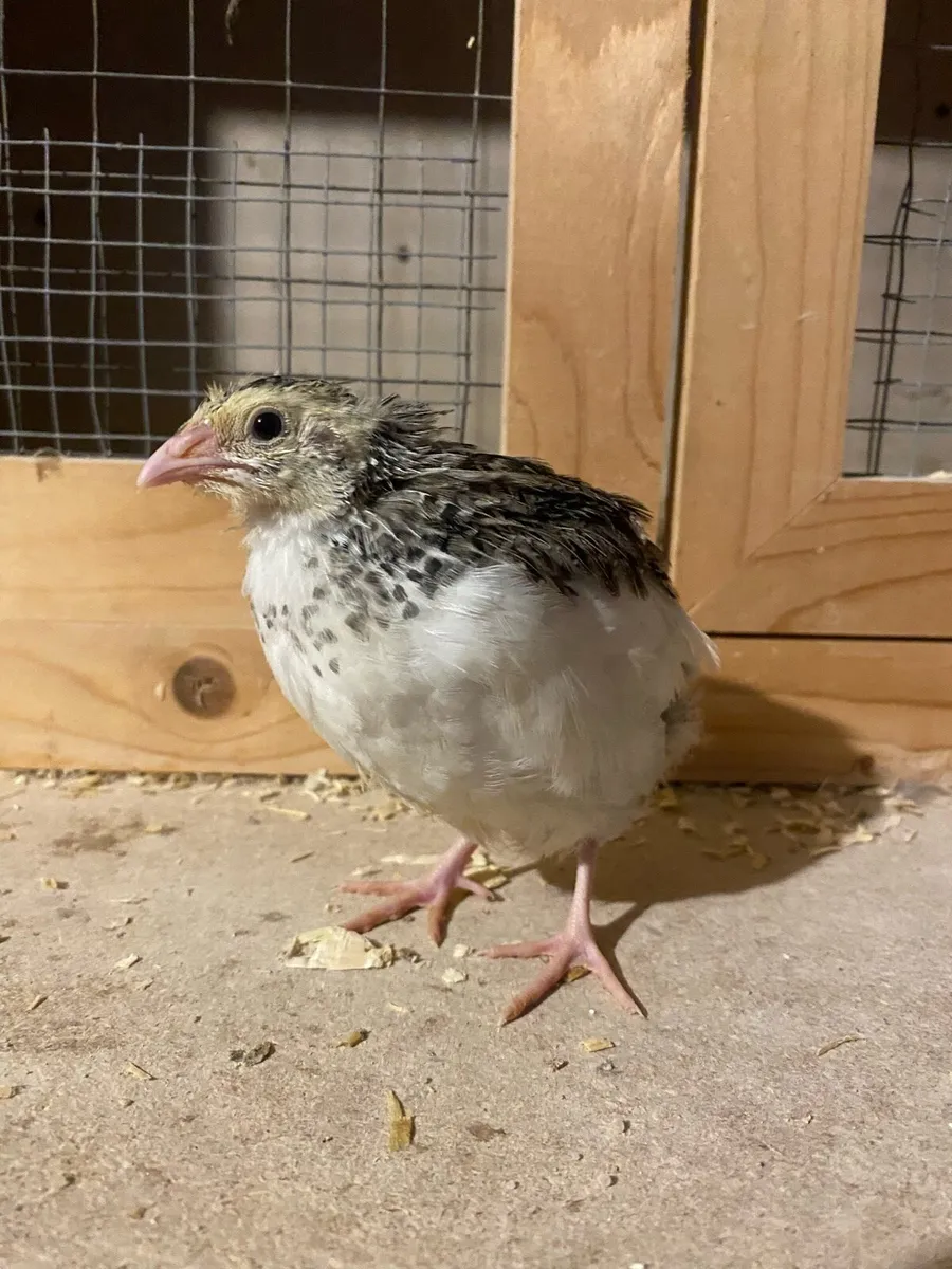 Quail - Image 1