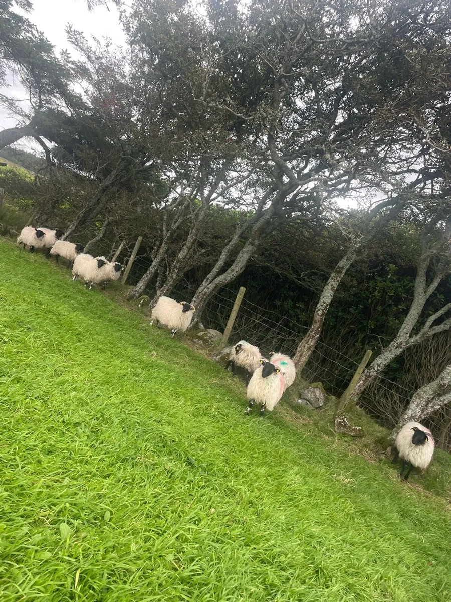 10 Blackface Ewe Lambs - Image 2