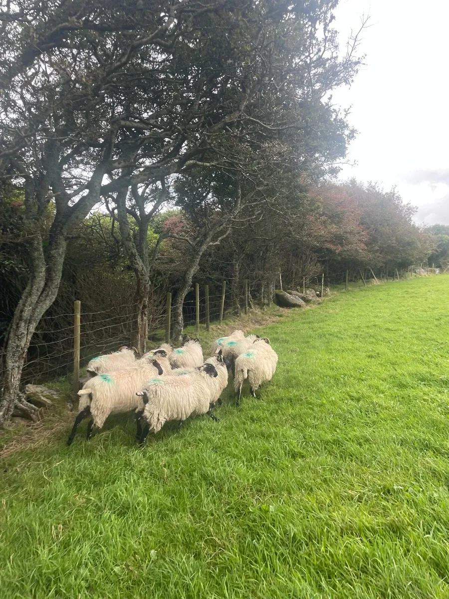 10 Blackface Ewe Lambs - Image 3