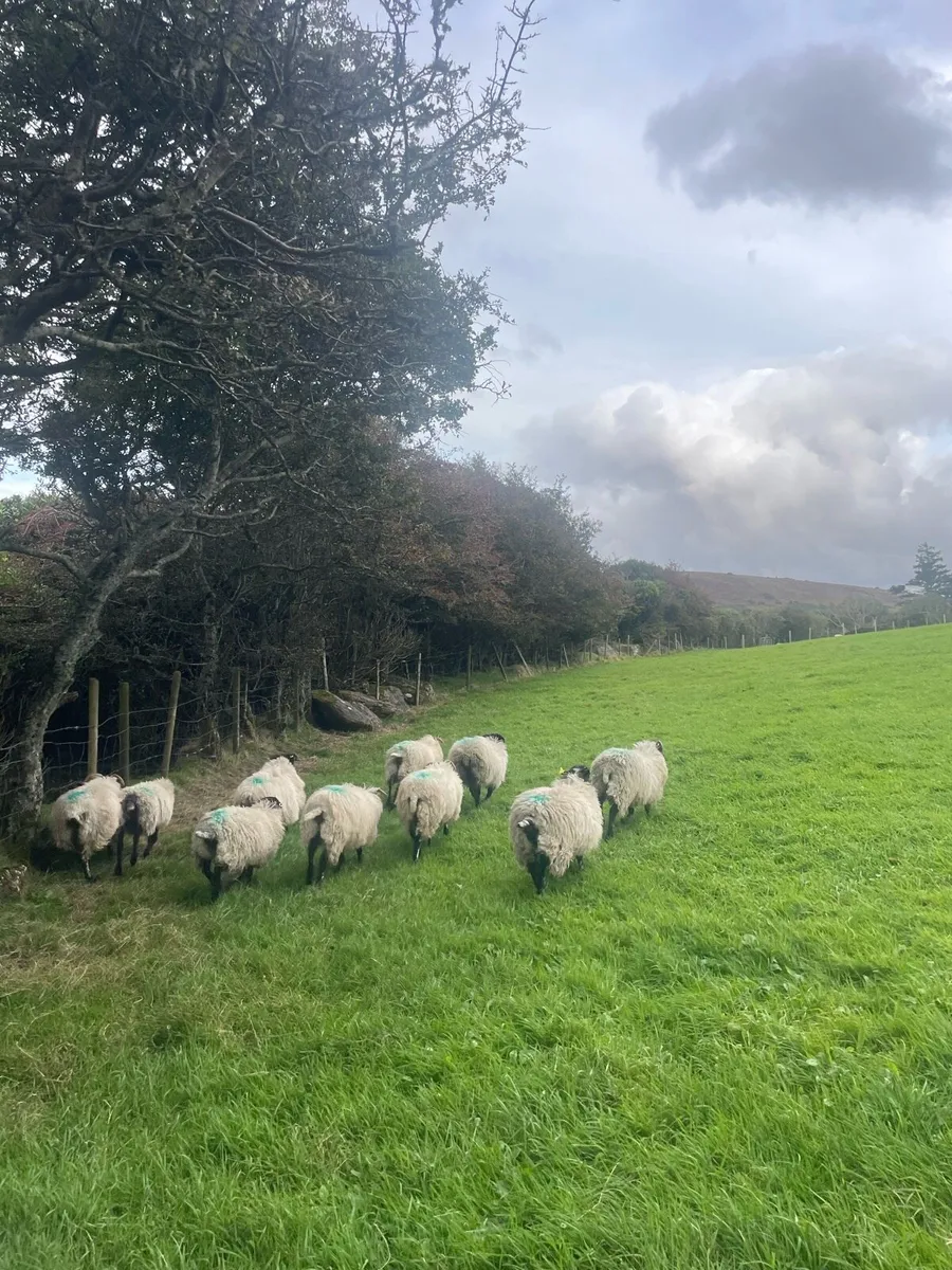10 Blackface Ewe Lambs - Image 4