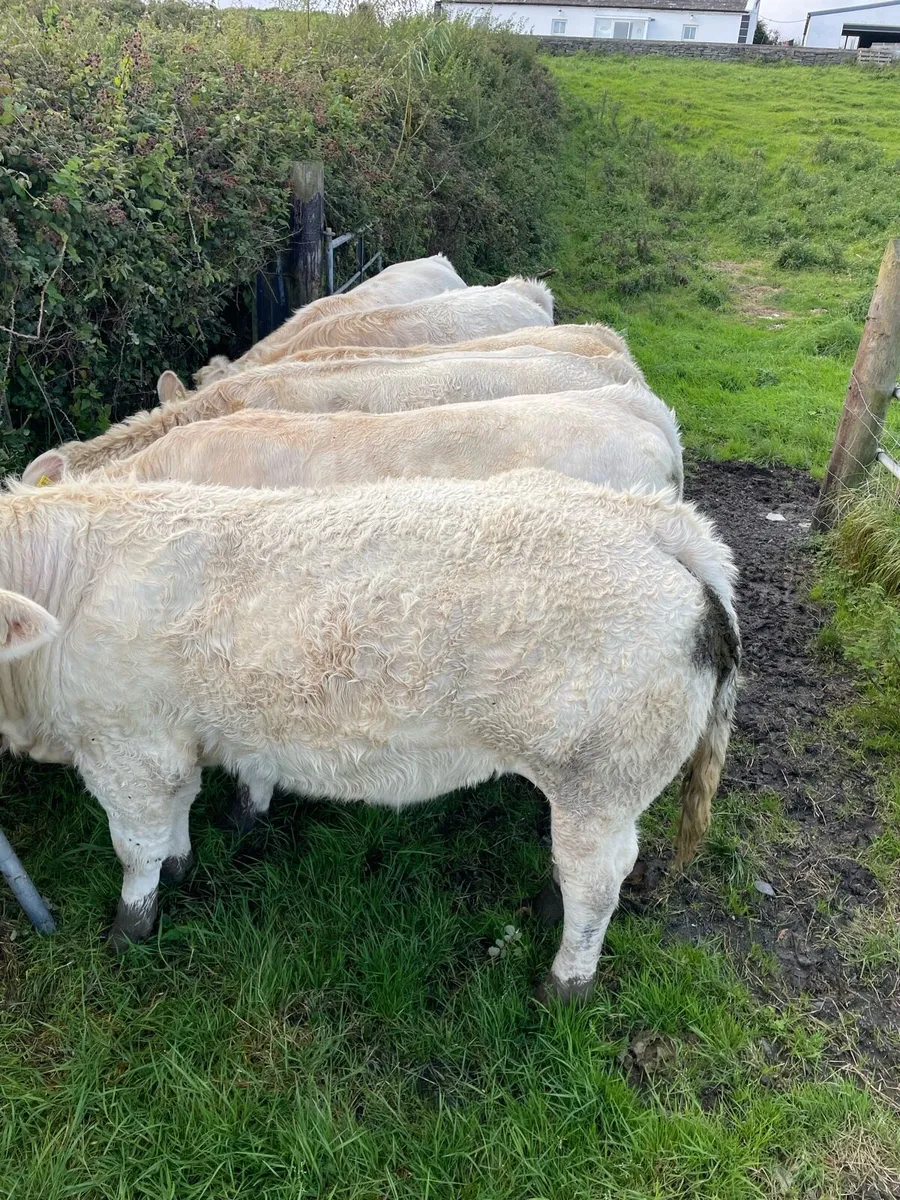 Bullocks - Image 1