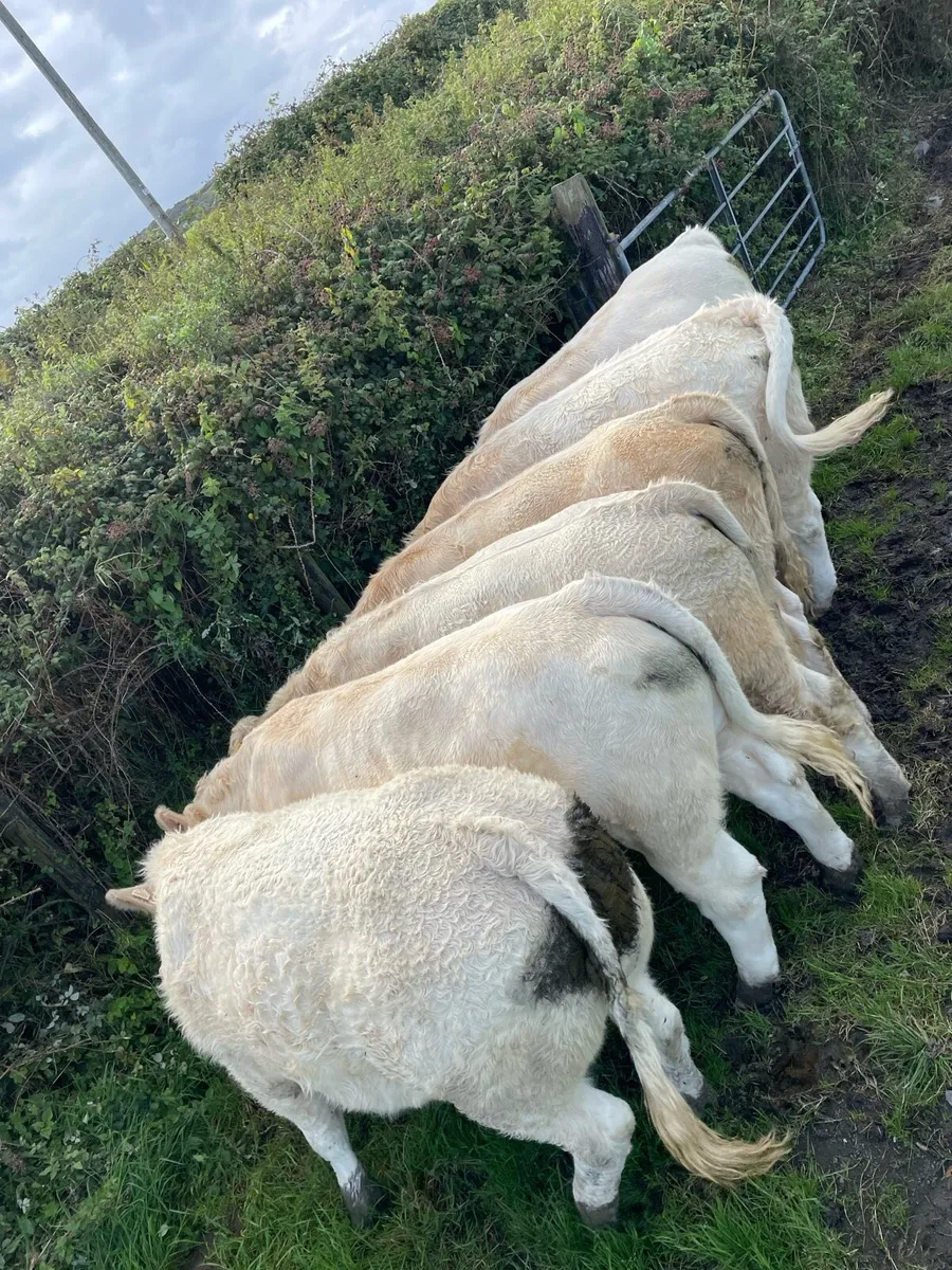 Bullocks - Image 2