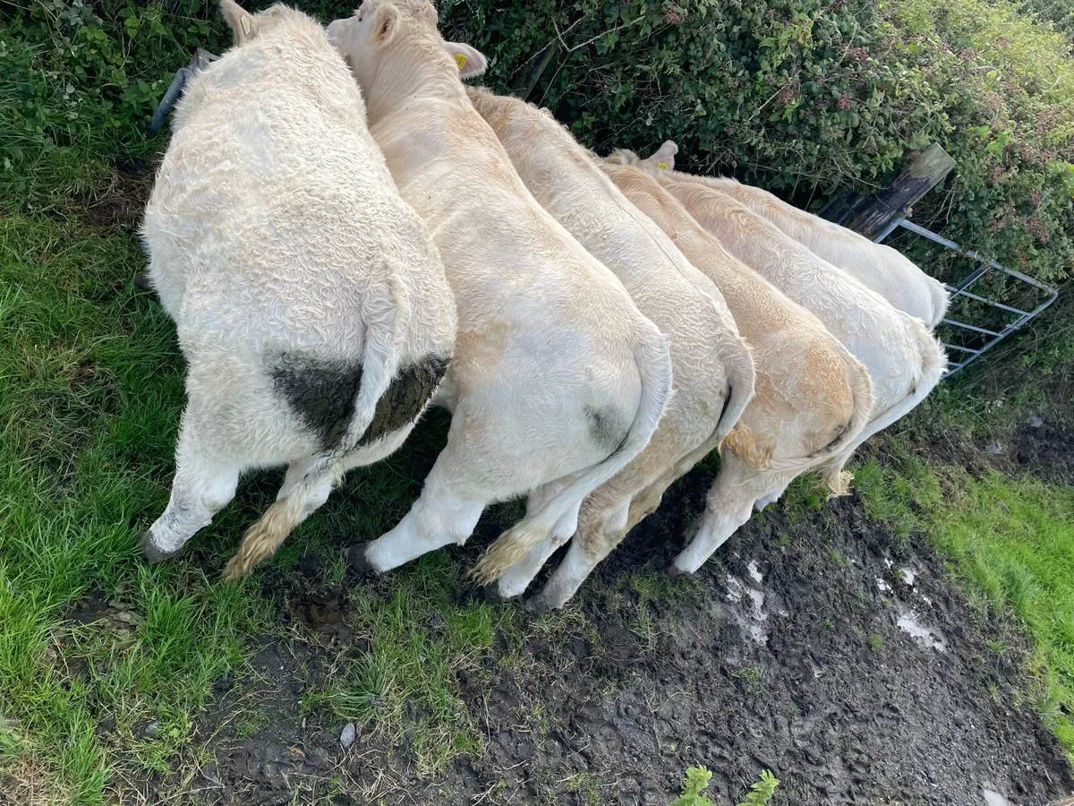 Bullocks - Image 3