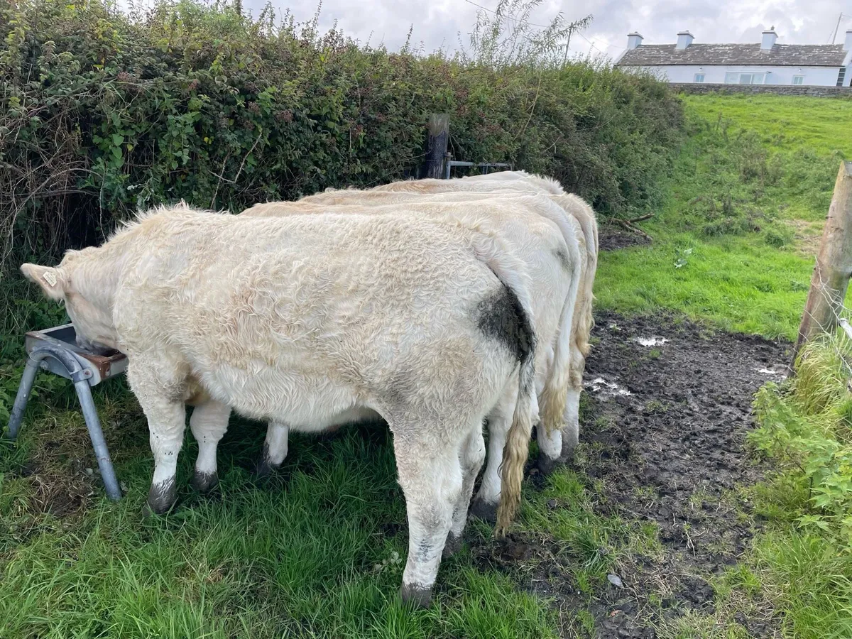 Bullocks - Image 4