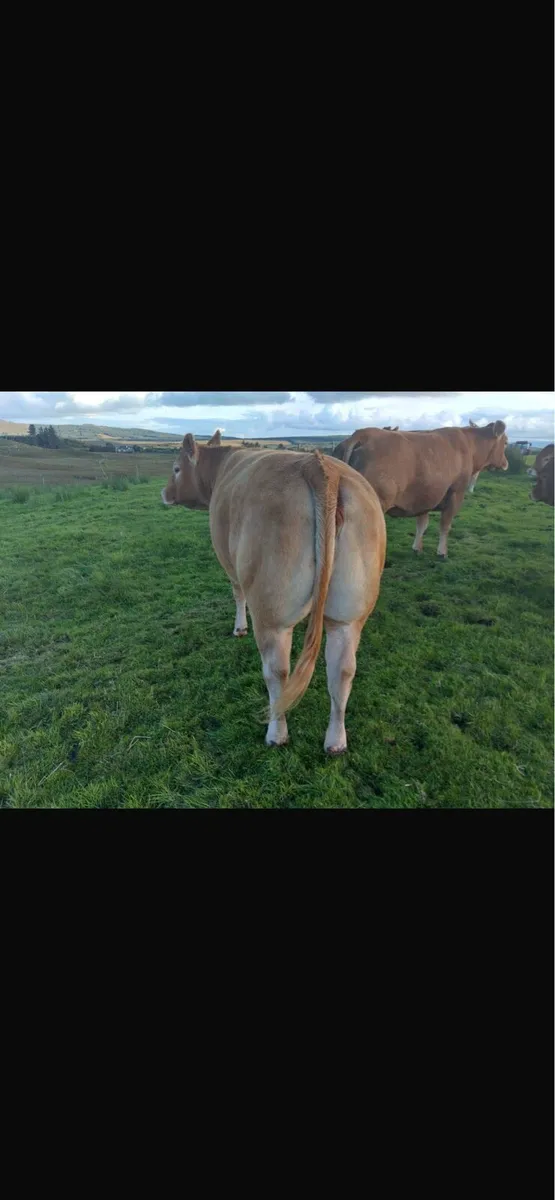 Pedigree limosine cow - Image 1