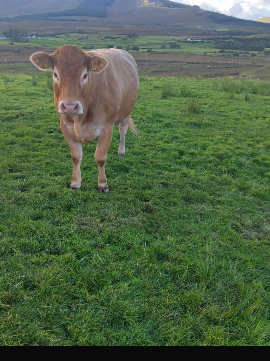Pedigree limosine cow - Image 2