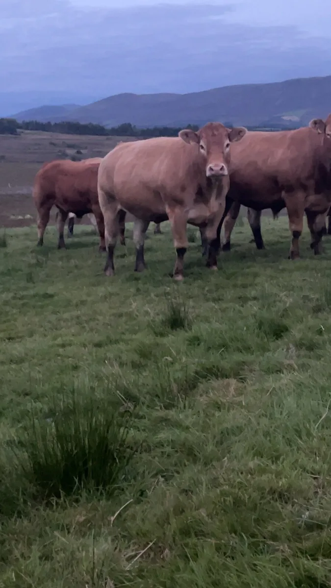 Pedigree limosine cow - Image 3