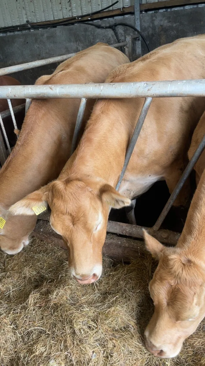 Pedigree limosine cow - Image 4