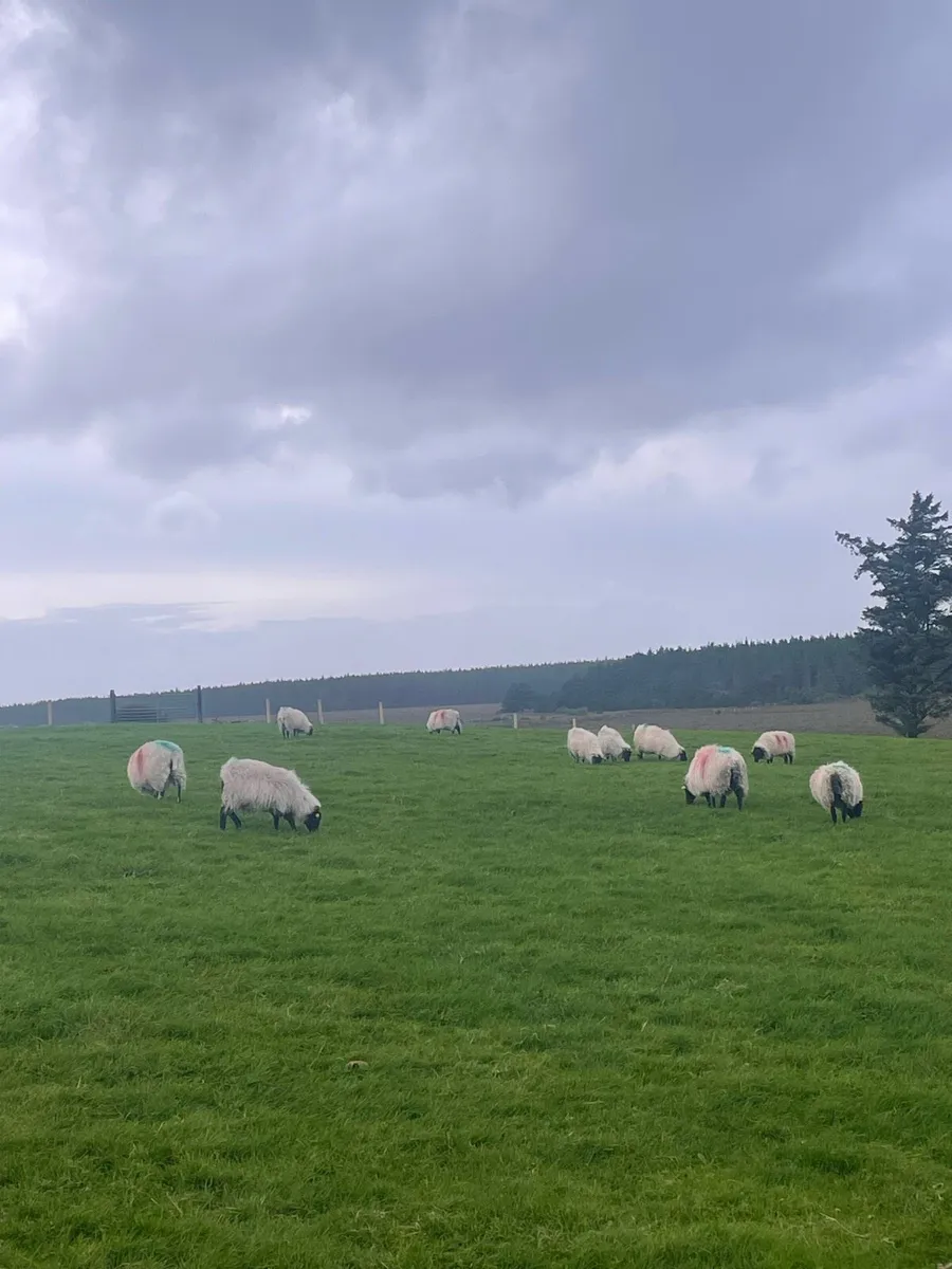 10 Blackface Ewe Lambs - Image 1