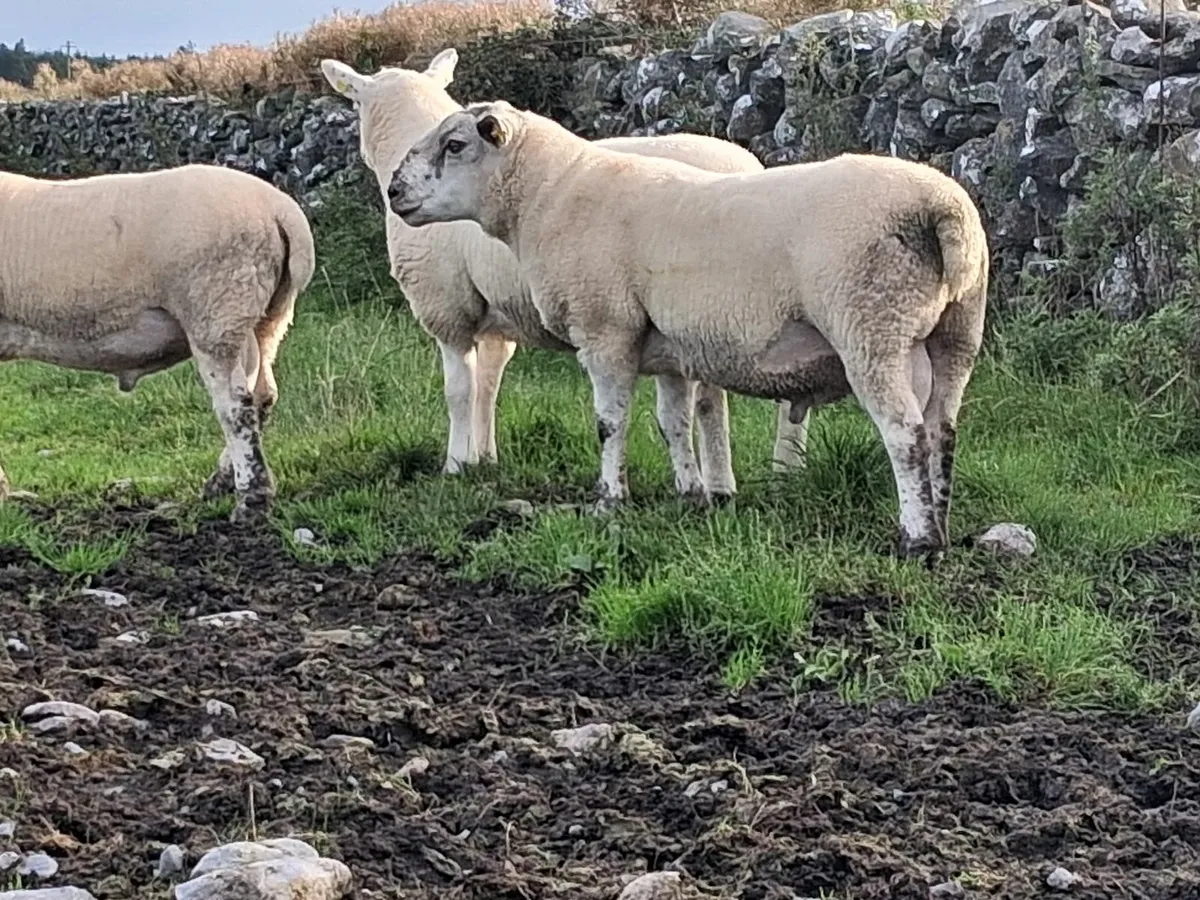 Hogget Rams - Image 3