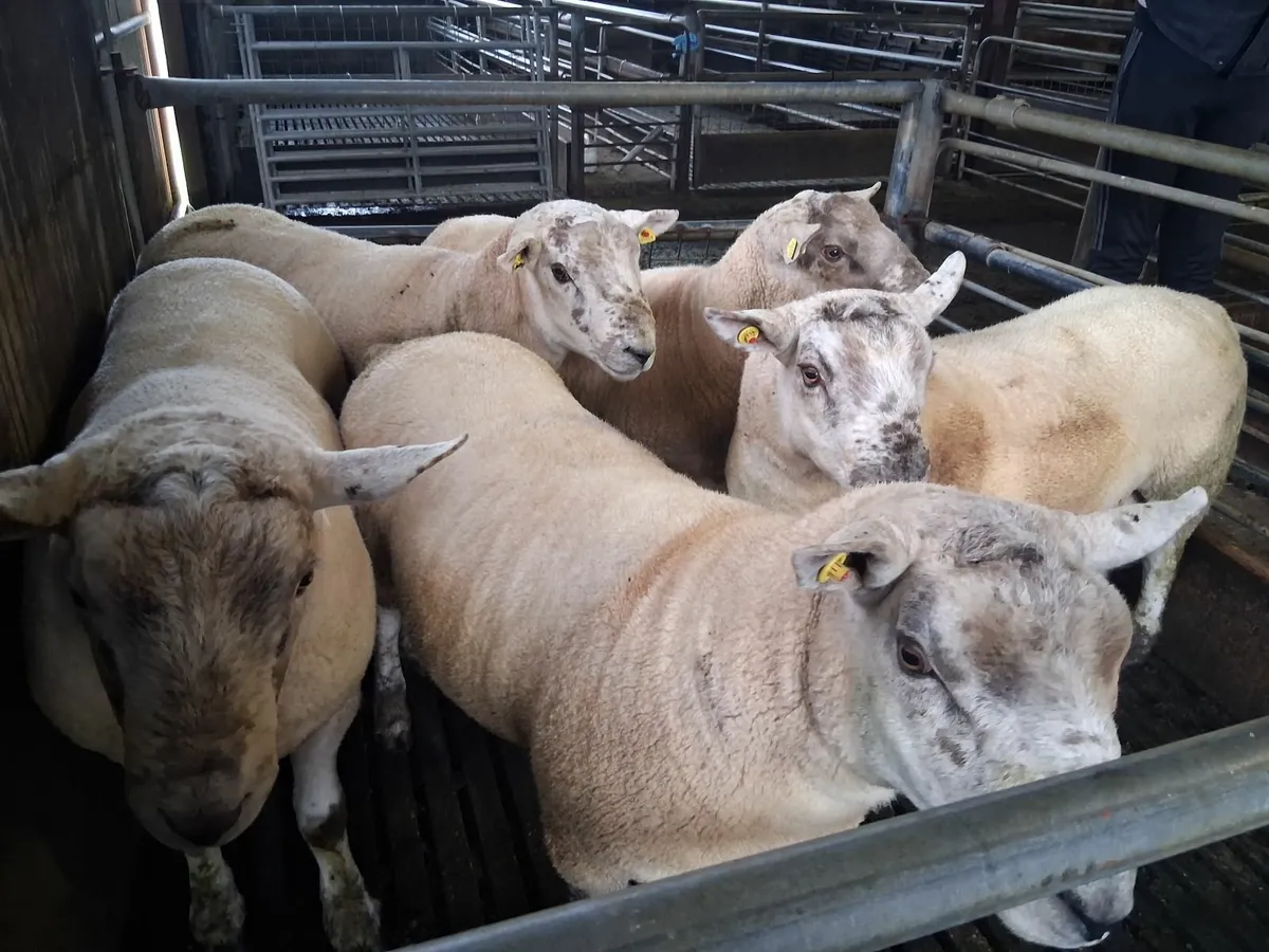 Hogget Rams - Image 1