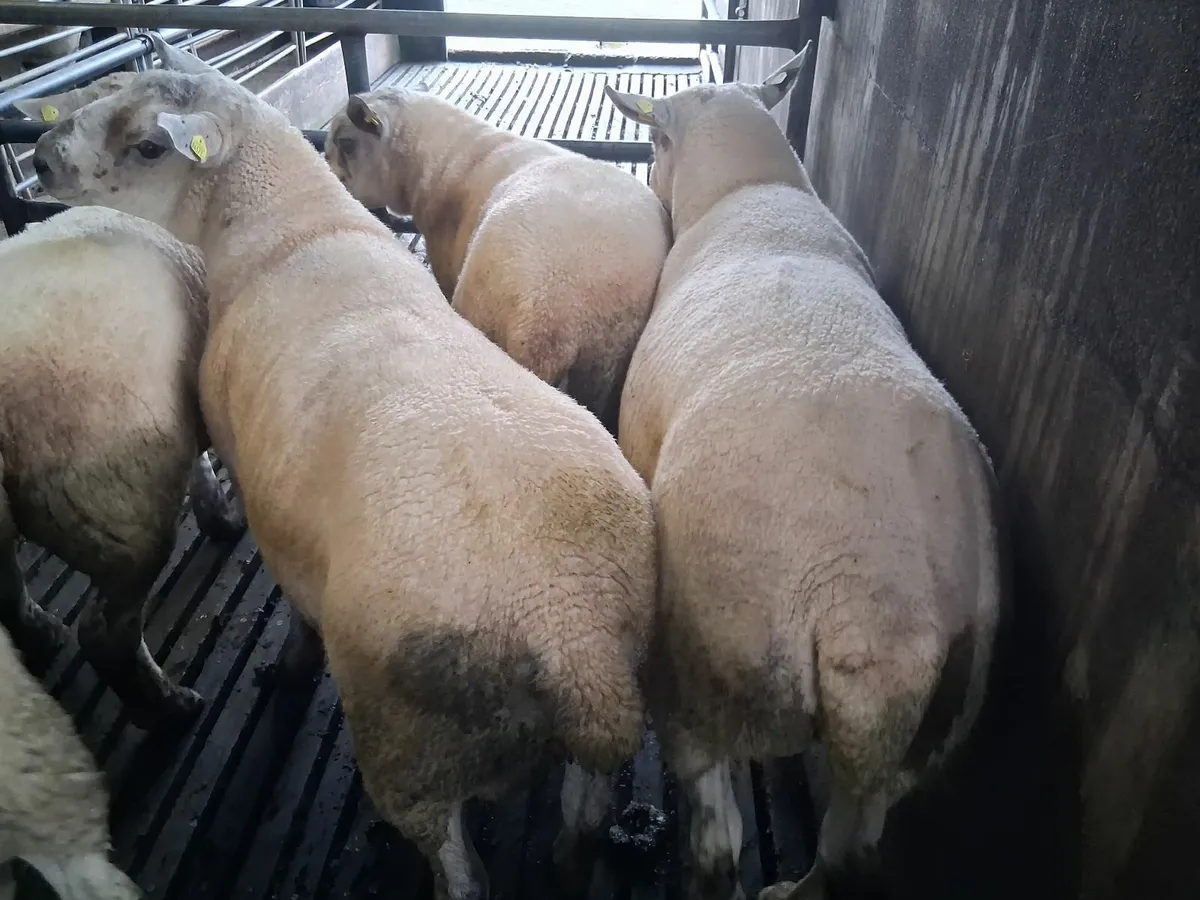 Hogget Rams - Image 2