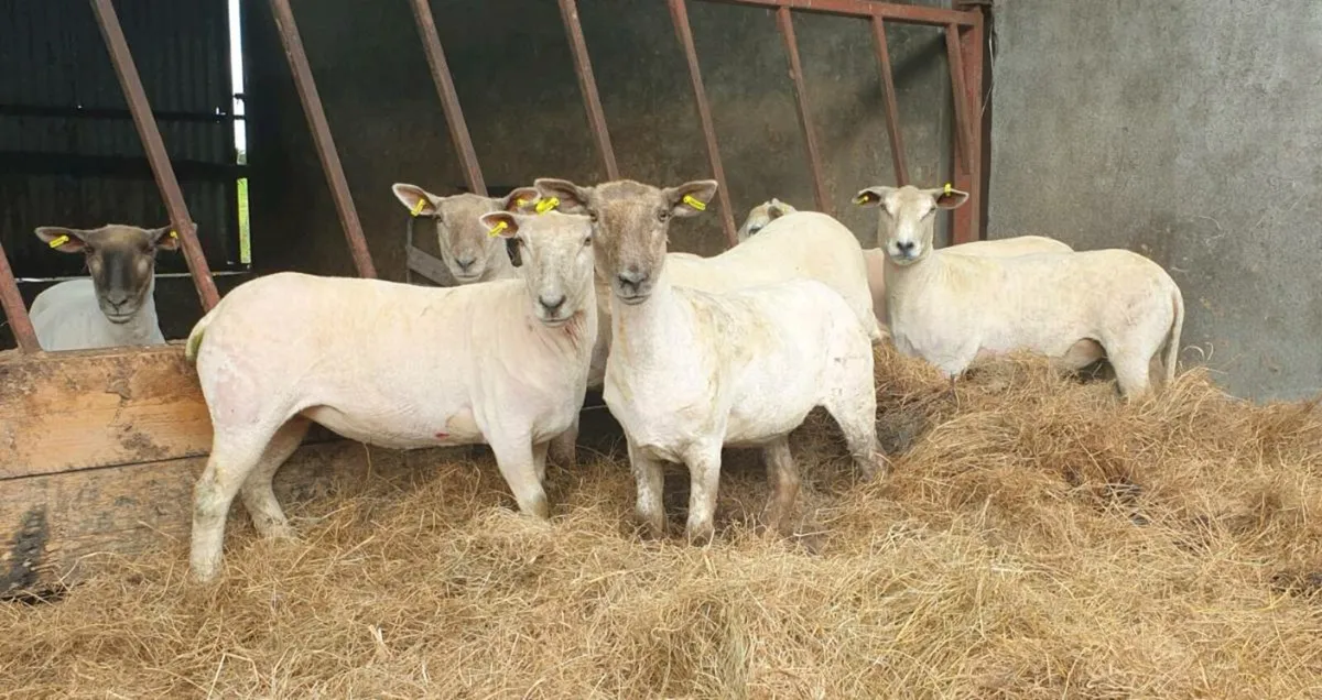 Hoggets - Image 1
