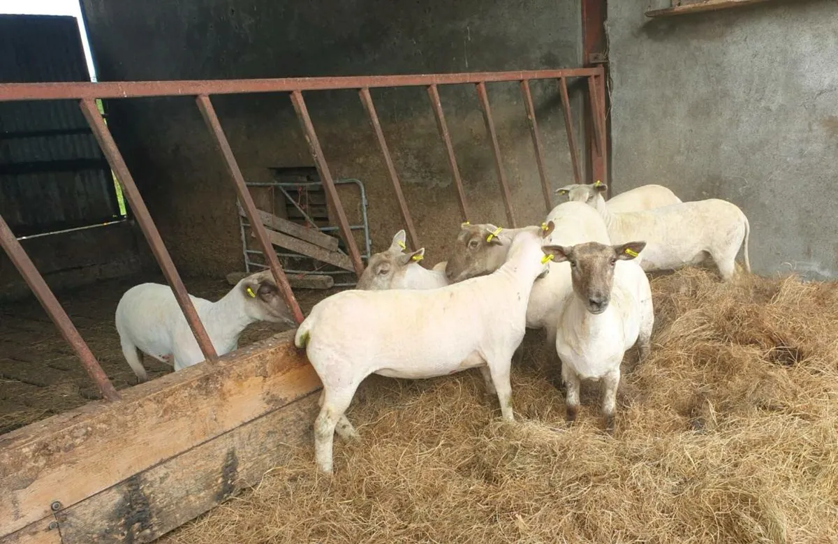 Hoggets - Image 3