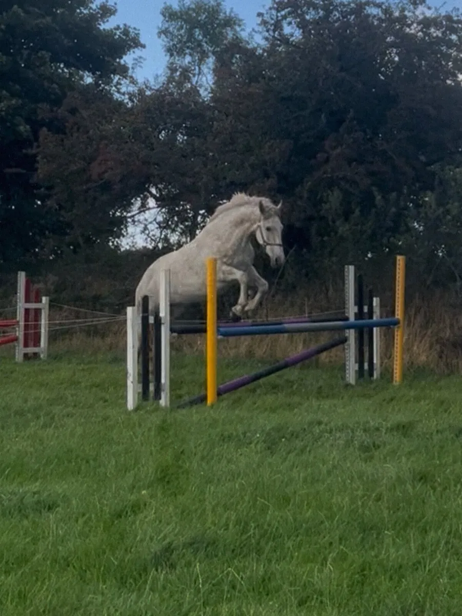 Class 1 Irish draft Mare - Image 4