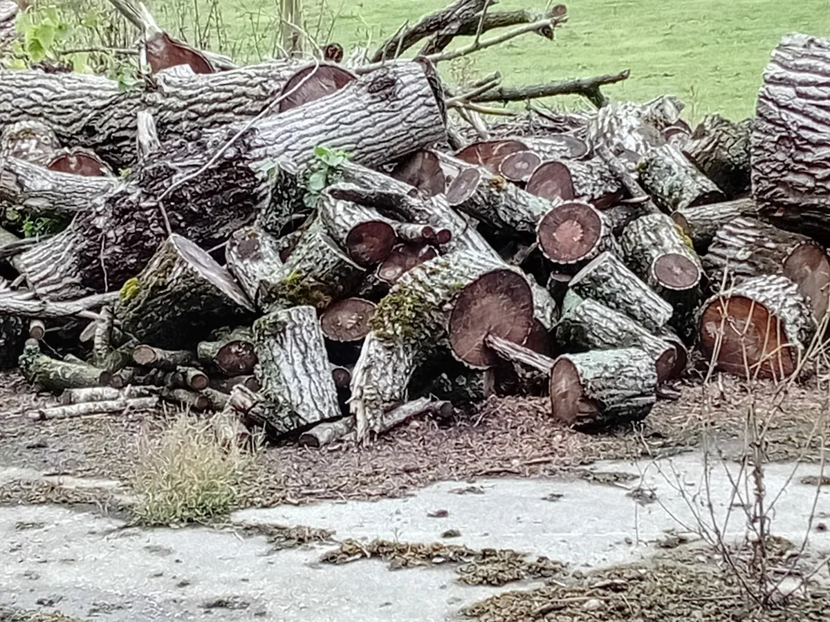 Firewood - Image 4