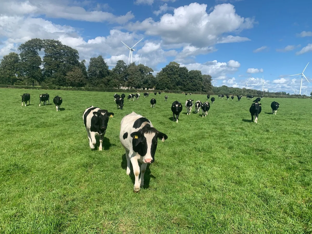 13 incalf BF heifers - Image 1