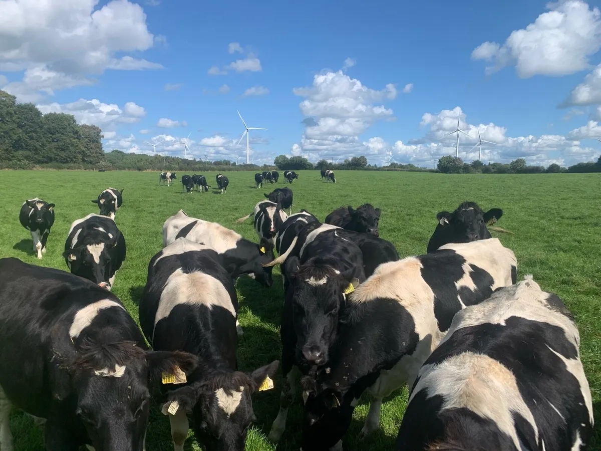 13 incalf BF heifers - Image 4