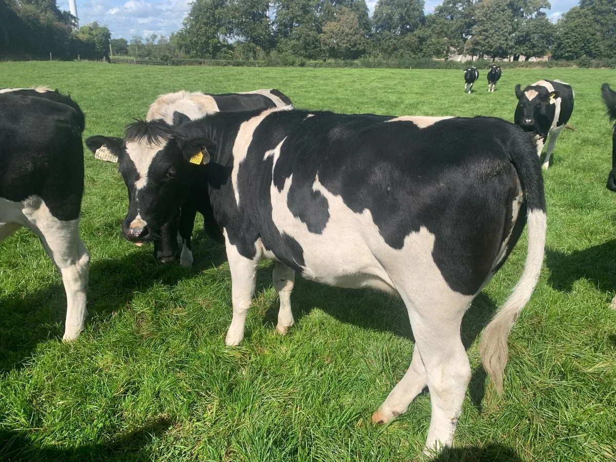 13 incalf BF heifers - Image 3