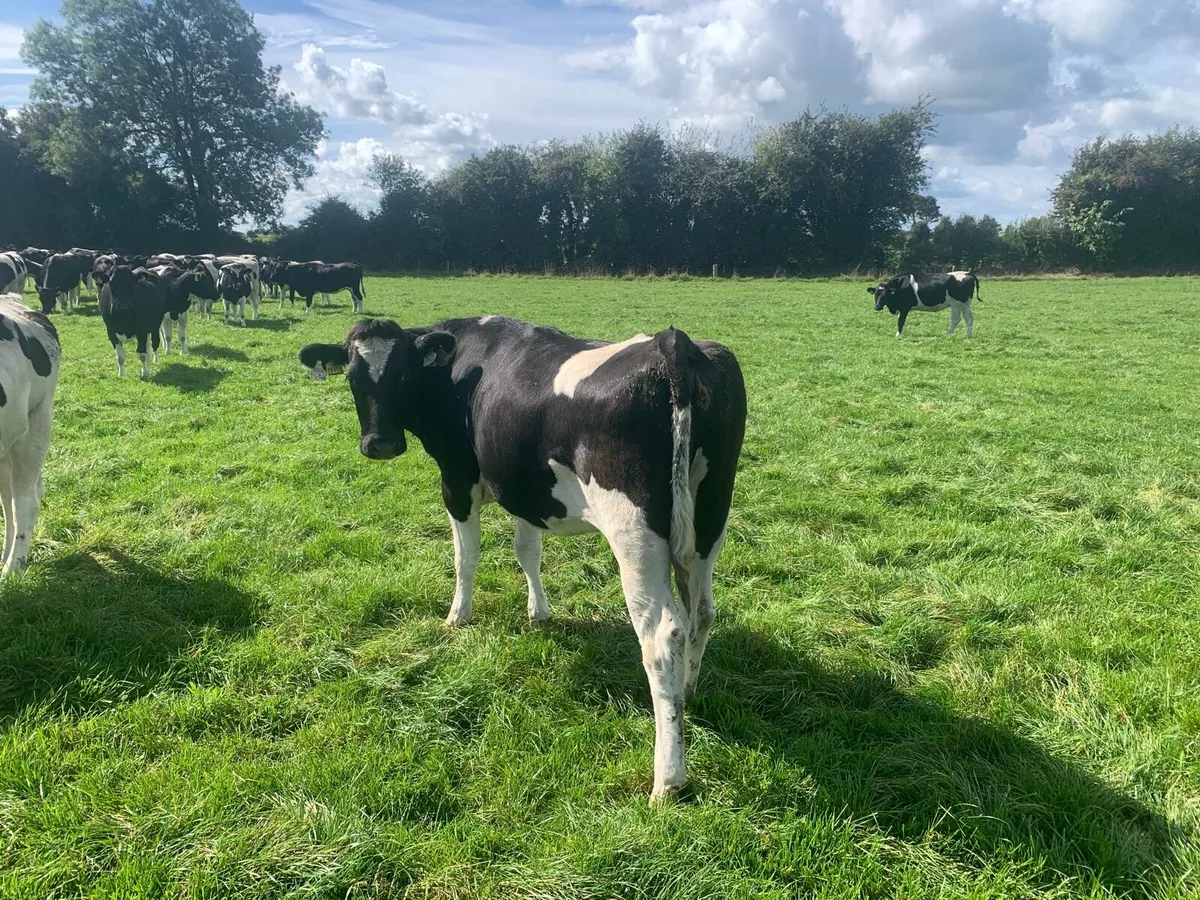 13 incalf BF heifers - Image 4