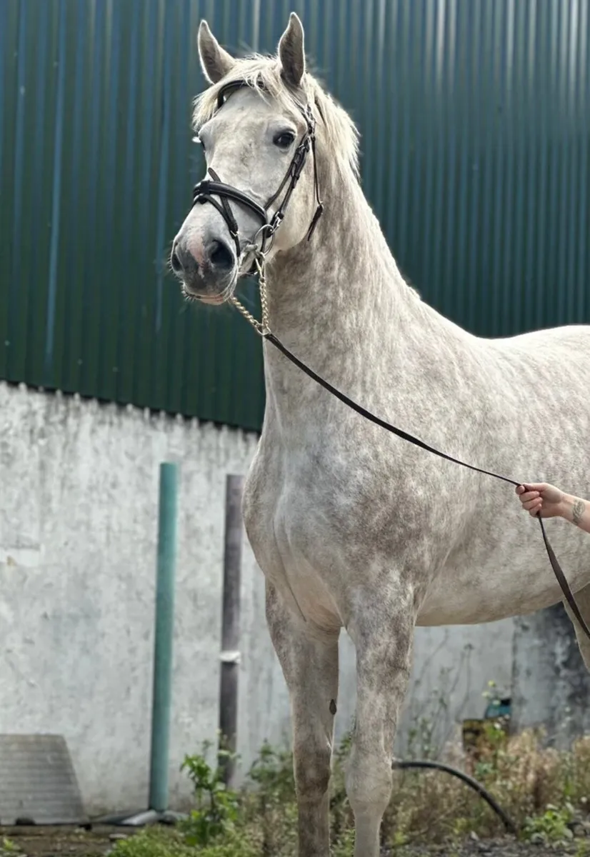 Class 1 Irish draft Mare - Image 1