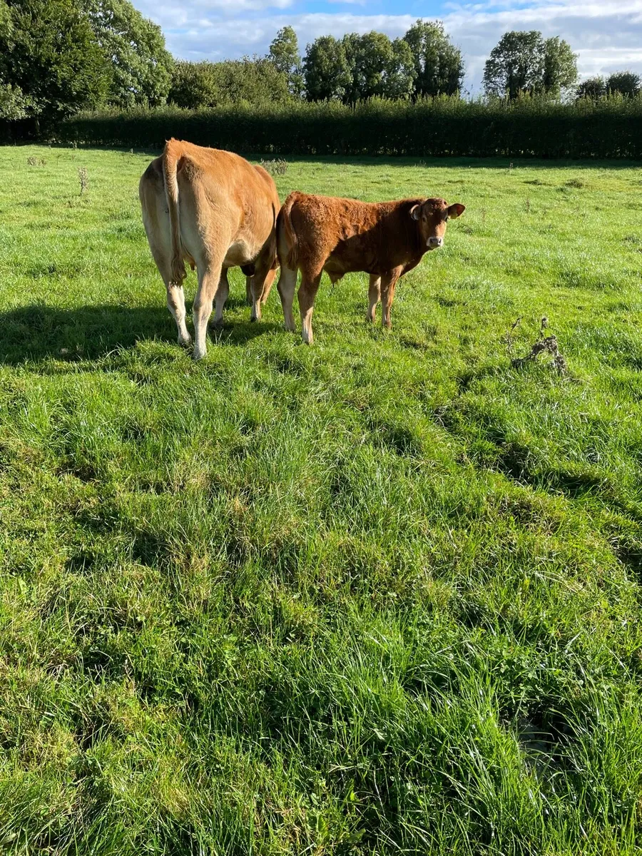 2 Cows with calves at foot - Image 1