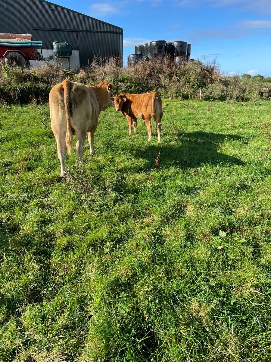 2 Cows with calves at foot - Image 2