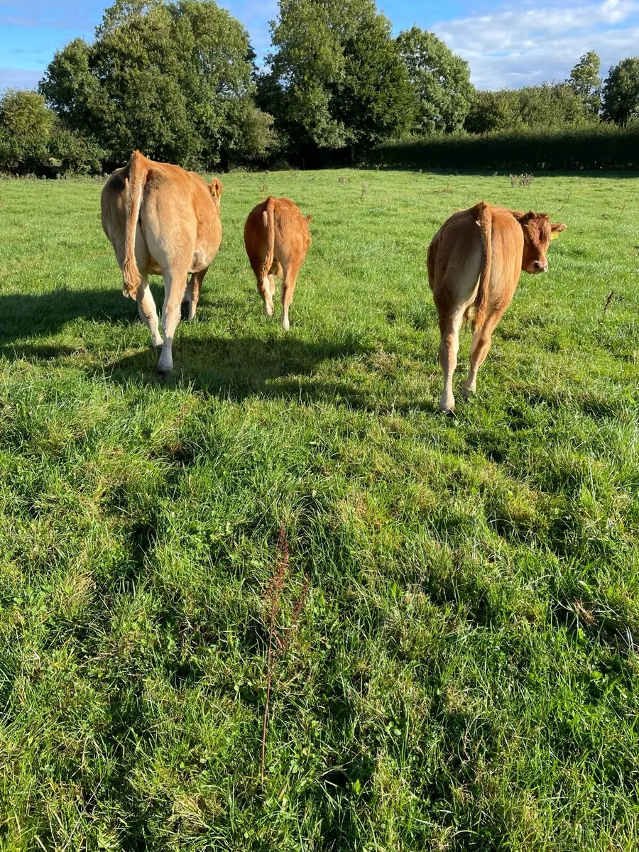 2 Cows with calves at foot - Image 3