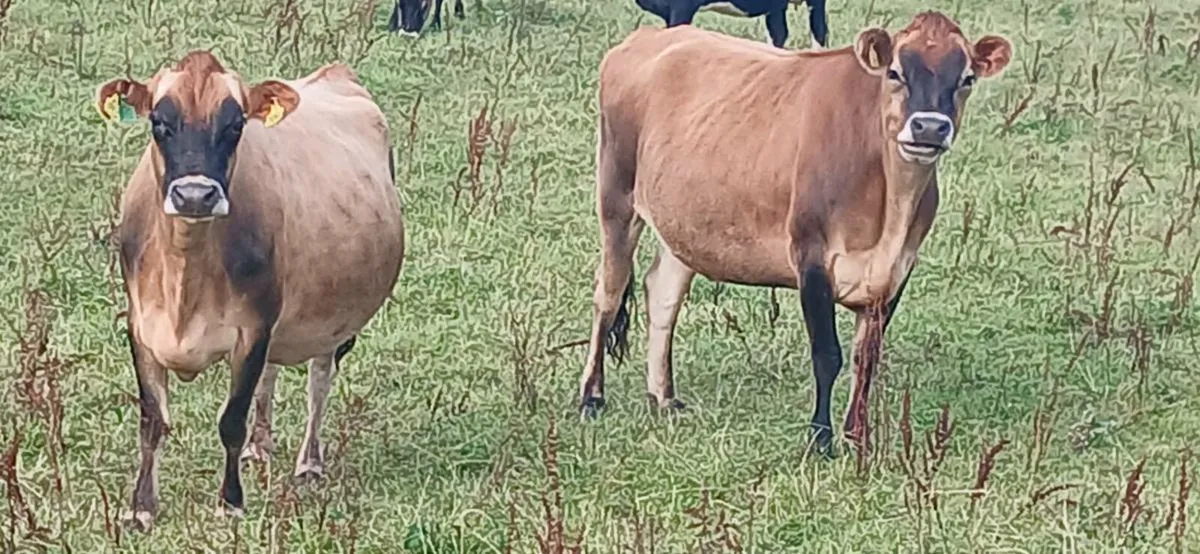 Organic Cows & Bullocks Athenry 2 moro Tues 09/08 - Image 3