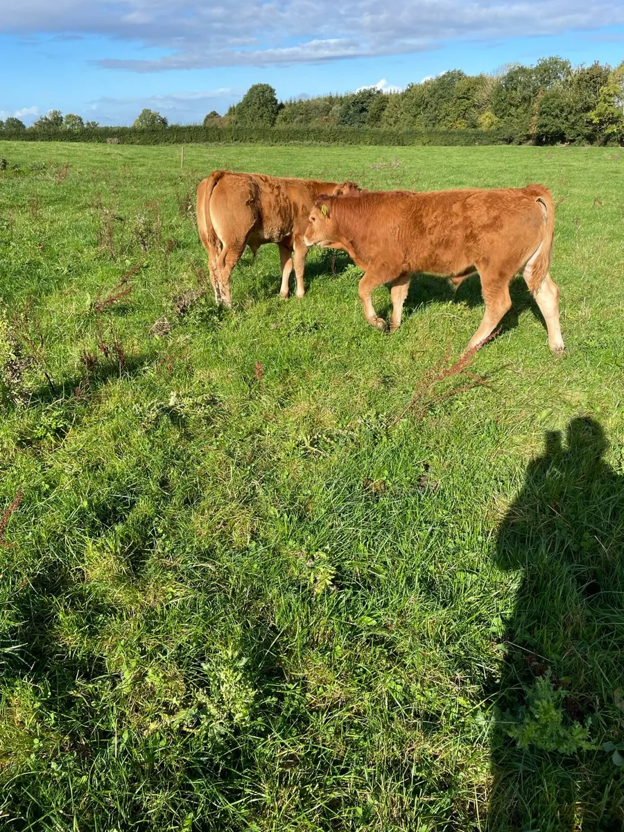 2 Cows with calves at foot - Image 4