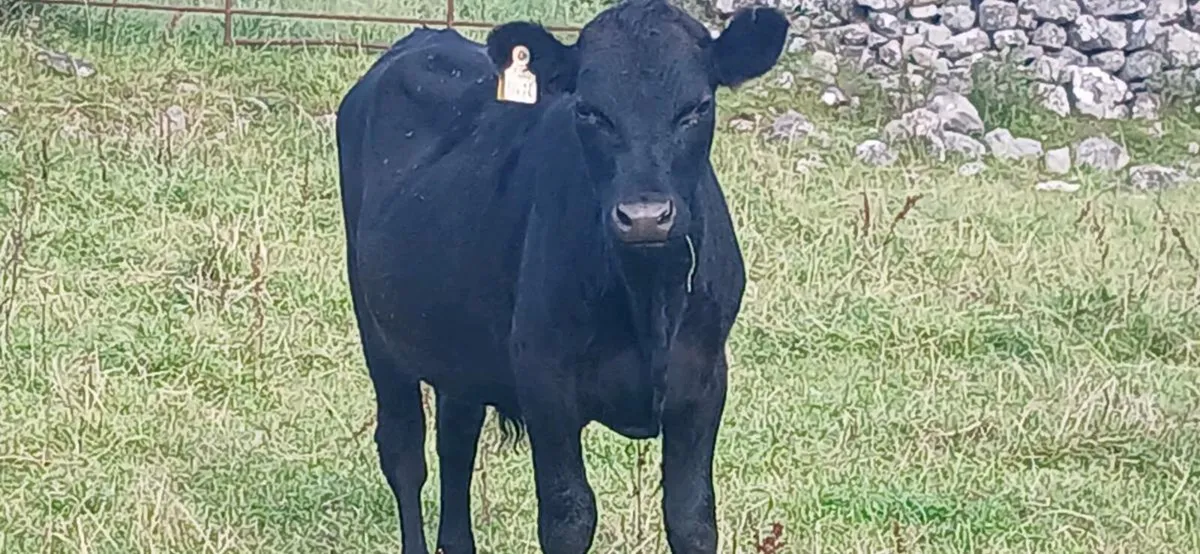 Organic Cows & Bullocks Athenry 2 moro Tues 09/08 - Image 2