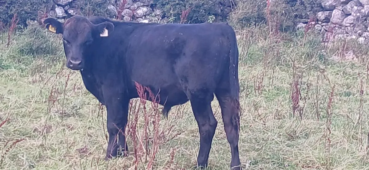 Organic Cows & Bullocks Athenry 2 moro Tues 09/08 - Image 1