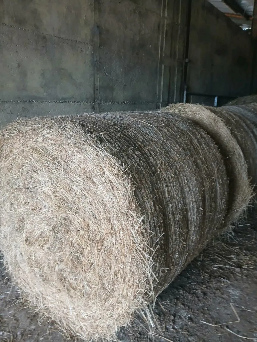 Hay.  Good quality - Image 2