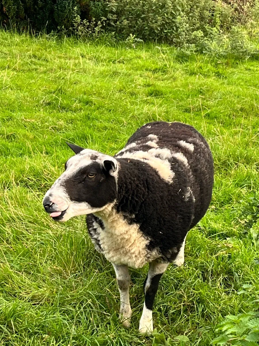 Spotted Dutch - Image 1