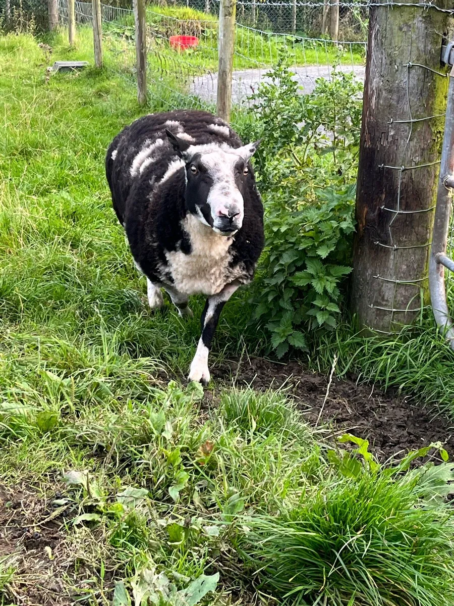 Spotted Dutch - Image 4