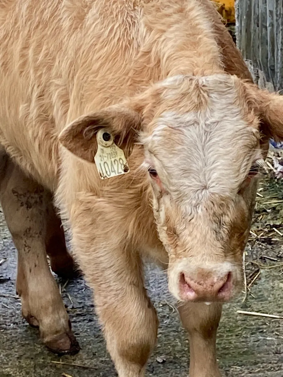 16 SERIOUS E AND U GRADE CONTINENTAL HEIFER WEANL - Image 2