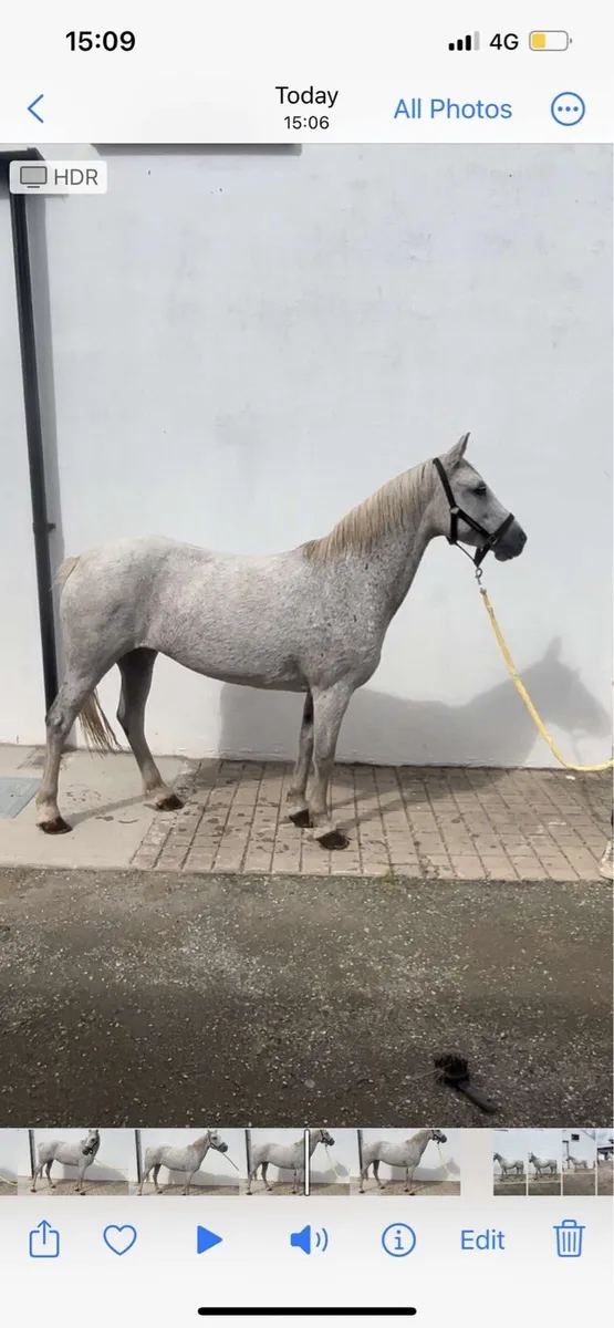 Pony for sale - Image 1