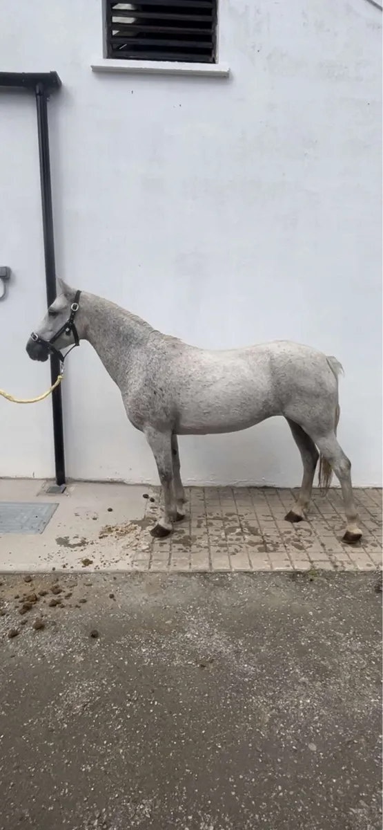 Pony for sale - Image 2