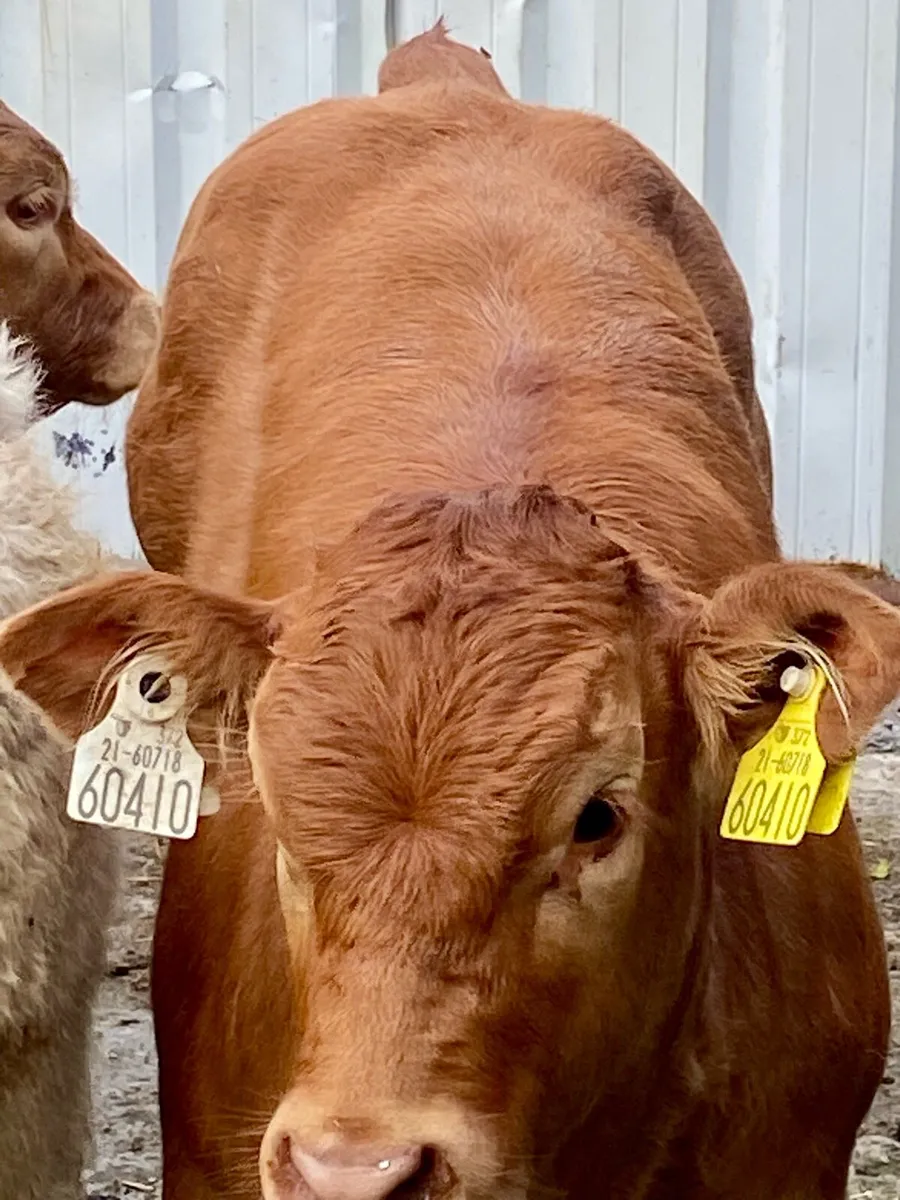 16 SERIOUS E AND U GRADE CONTINENTAL HEIFER WEANL - Image 1