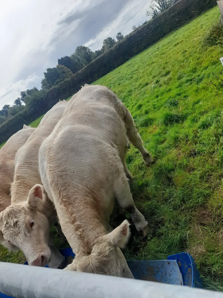CHAROLAIS PBR HEIFER - Image 3