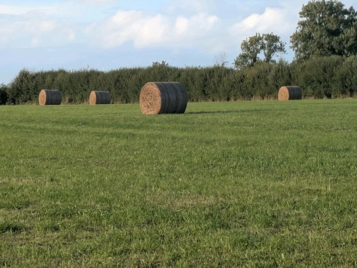 Organic Hay