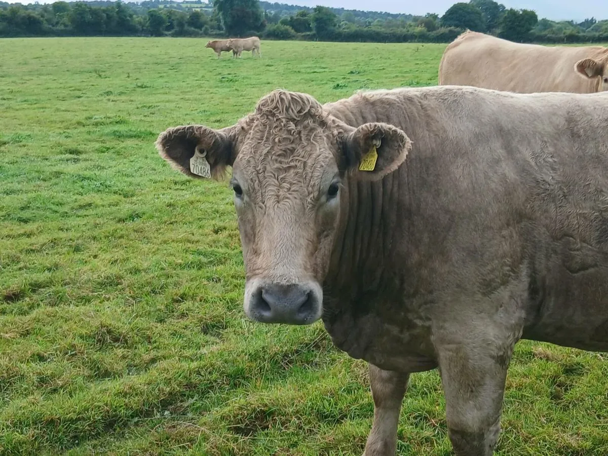 Good quality breeding heifers - Image 3