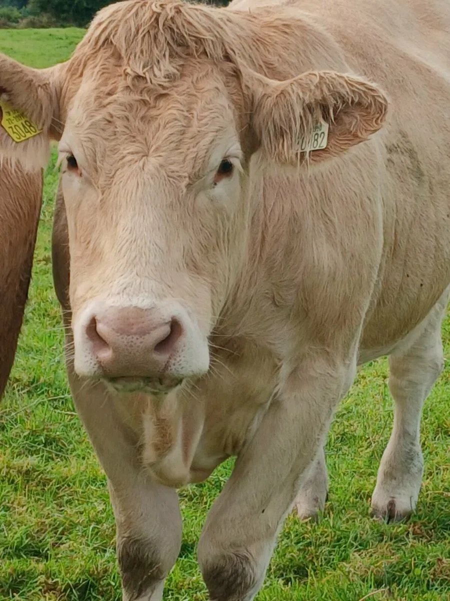 Good quality breeding heifers - Image 4
