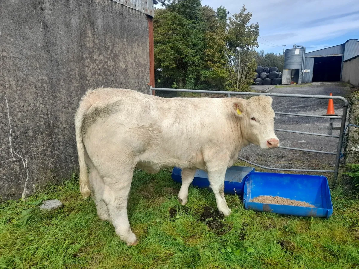 CHAROLAIS PBR HEIFER - Image 1