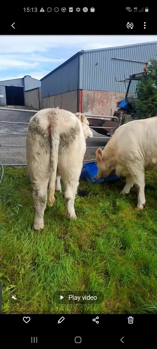 CHAROLAIS PBR HEIFER - Image 2
